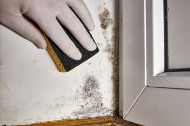 Best HVAC Mold Inspection and Cleaning  in Frazer, PA